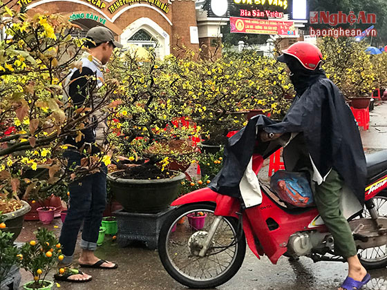 Dù cả ngày hôm nay trời có mưa nhưng vì đã cận Tết nên nhiều người dân thành phố Vinh đã mặc áo mưa đi mua đào, mai, quất chưng Tết.