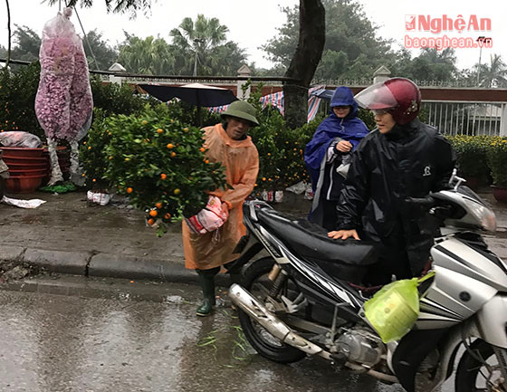Quất được bày bán ở dọc đường Trần Phú và nhiều người đi xe máy đội mưa tạt ngay vào lề đường, nhanh chóng tiến hành việc mua bán.
