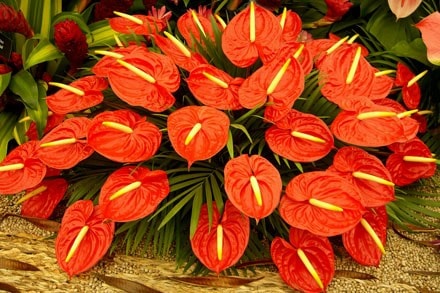 Hoa hồng môn có màu đỏ đẹp.
