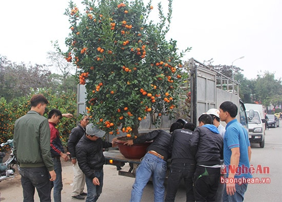 Nhiều cây cảnh lớn phải vận chuyển bằng ô tô tải.