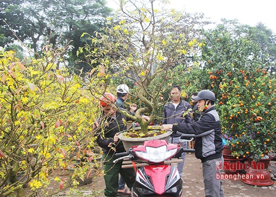 Một khách hàng chọn mua cây mai chơi Tết thuê xe máy chở về nhà ở phường Hà Huy Tập (TP Vinh)