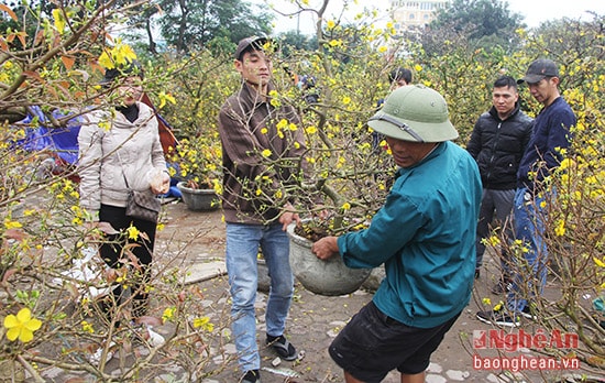  Ông Phan Văn Kiên (47 tuổi, áo xanh) làm nghề đạp xích lô nhận chở cây cảnh thuê dịp Tết. “Có khách gọi là tôi lên đường, những ngày này thu nhập khá hơn so với ngày thường. Để đưa cây cảnh đến tận nơi cho khách phải đảm bảo không để cây cảnh bị hỏng”, ông Kiên cho hay