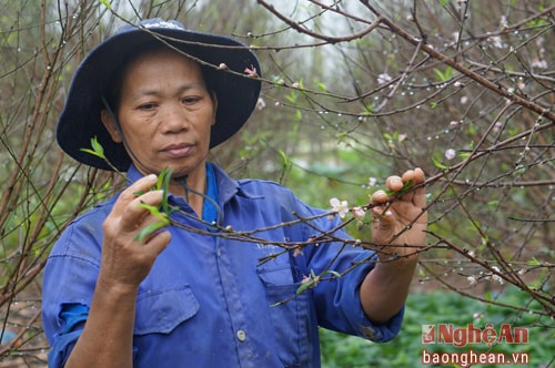 Cay đào xã Kim Thành - Yên Thành. Ảnh: Mỹ Hà.