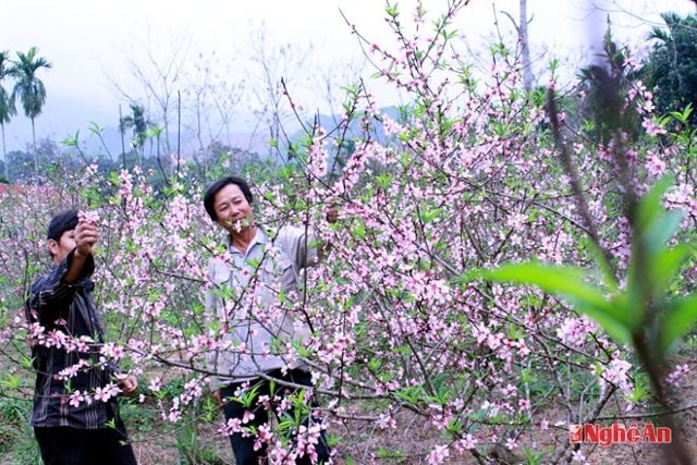 Nếu mấy ngày nữa trời có nắng đào sẽ nở rộ kịp đón tết. Ảnh: Thanh Nga - Khánh Ly.