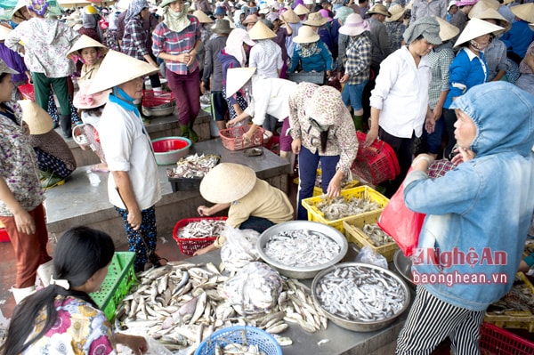 Cảng cá Lạch Quèn vào mùa thu hoạch