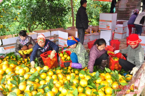 Sản phẩm cam hàng hóa ở huyện Yên Thành.