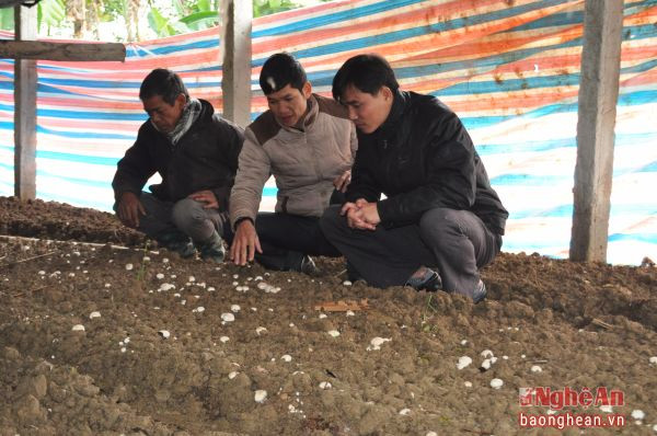 Sản xuất nấm đem lại hiệu quả kinh tế cao.