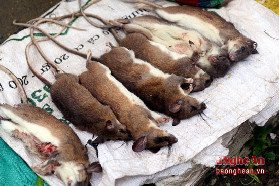 Chuột rừng là món ăn được người vùng cao ưa chuộng ngày Tết với các món rang, xào, nậm nhoọc...
