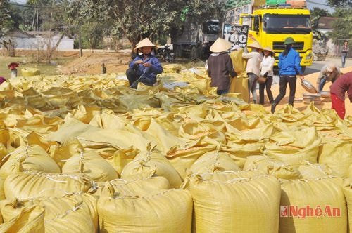 Ngô Lào được nhập khẩu về Nghệ An qua cửa khẩu phụ, lối mở.Ảnh tư liệu