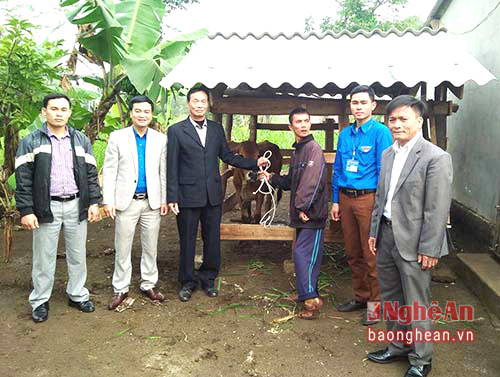 Tặng bò cho anh Võ Văn Tình