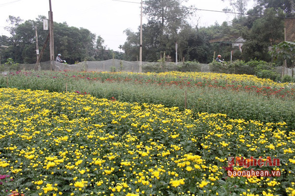Những vườn hoa cúc đang chuẩn bị thu hoạch để bán tết ở xã Thanh Lĩnh (ảnh Phương Thúy).