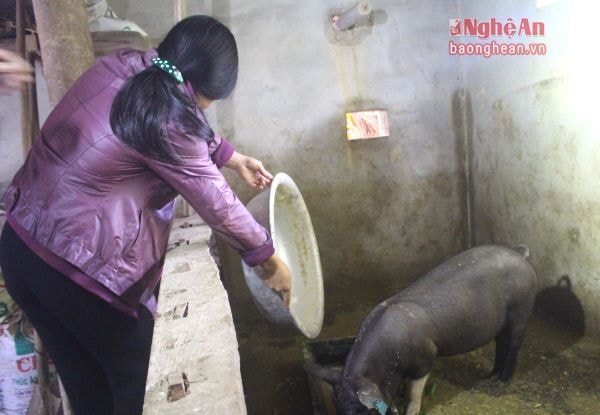 Chị Nguyễn Thị Khánh chăm sóc con lợn còn lại.