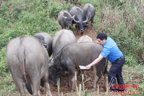 Bí thư đoàn xã Na Ngoi Xồng Bá Dênh chăm sóc đàn trâu