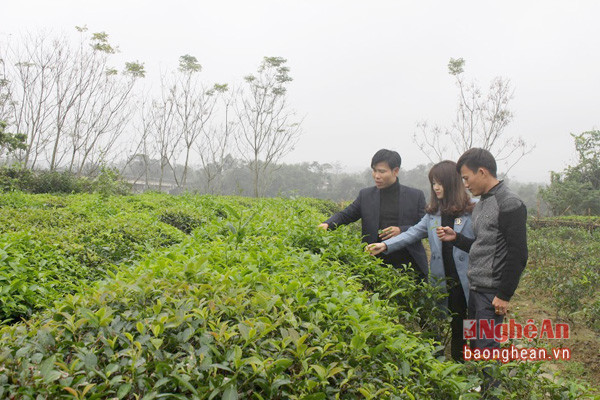 Những vườn chè xóa đói giảm nghèo ở xã Hạnh Lâm. Ảnh: Phương Thúy