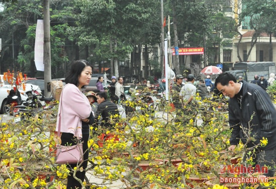 Giá mai vàng miền Nam tại chợ hoa Trung tâm hội chợ trên đường Trường Thi có giá 2 - 2.5 triệu đồng/chậu