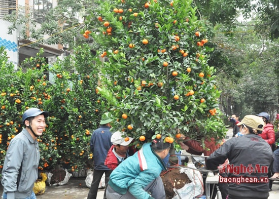 Người dân chuyển quất về nhà