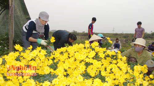 Người làng hoa dậy từ mờ sáng để chuẩn bị hàng cho một ngày mua may bán đắt. Ảnh: Tiến Dũng