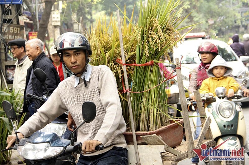 Dân phố trồng ngô, lúa giữa nhà làm cây cảnh chơi Tết