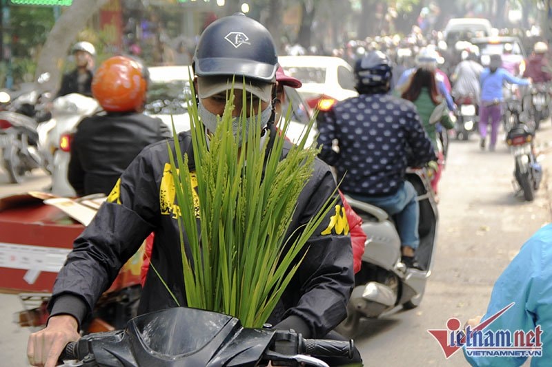 Dân phố trồng ngô, lúa giữa nhà làm cây cảnh chơi Tết