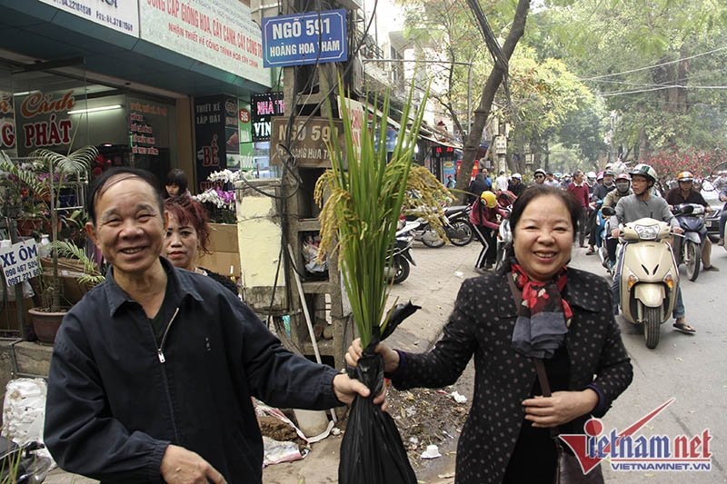 Dân phố trồng ngô, lúa giữa nhà làm cây cảnh chơi Tết