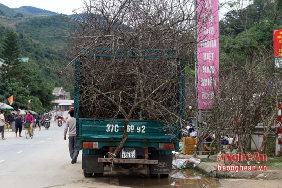 Những chuyến đào rừng ngày Tết vẫn ồ ạt về xuôi.