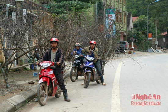 Người dân chở đào rừng ra thị trấn bán ngày cuối năm.