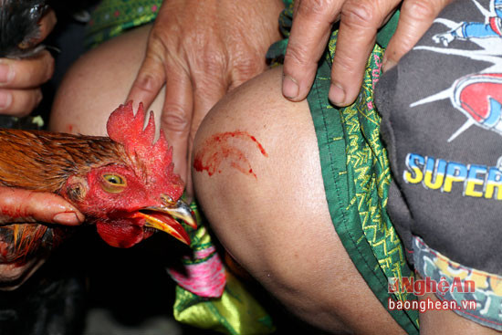 Người Khơ Mú dùng gà để cắt lấy huyết bôi vào đầu gối các thành viên trong gia đình để cầu mong sự may mắn, an lành trong năm mới.