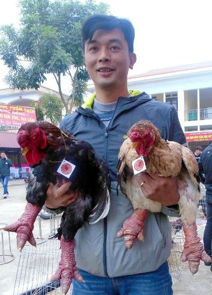 ngam cap ga dong tao co doi chan dep nhat viet nam hinh anh 1