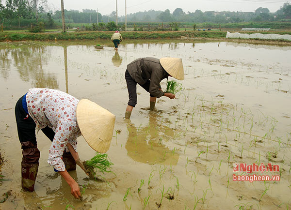 Tuy nhiên nhiều vùng, bà con vẫn phải cấy thủ công. Ảnh Trần Đình Hà