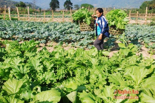 Thu hoạch rau ở bản Đỏn Chám, xã Mường Nọc.