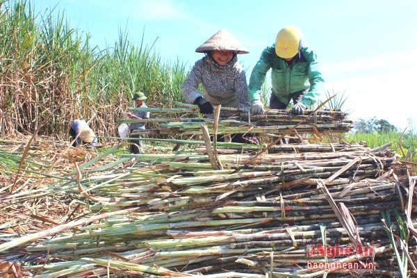 Thu hoạch mía ở xã Quế Sơn.