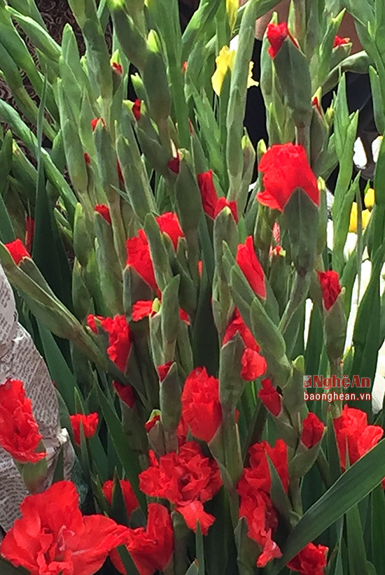 Hoa lay ơn được sử dụng khá phổ biến ở Châu Âu và khi về đưa về Việt Nam đã được ưa chuộng và trồng nhiều ở Đà Lạt, Hà Nội. Hoa dễ trồng, có gía trị kinh tế cao.  Lay ơn đỏ thể hiện cho sự may mắn trong năm mới nên khá nhiều người chọn mua trong dịp Tết.