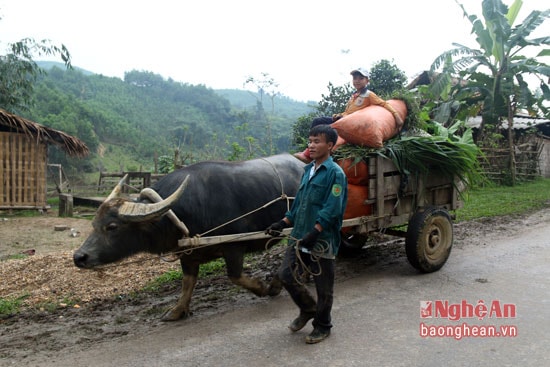 Để chuẩn bị cho mấy ngày Tết, người dân tranh thủ lấy cỏ về dự trữ cho trâu bò.