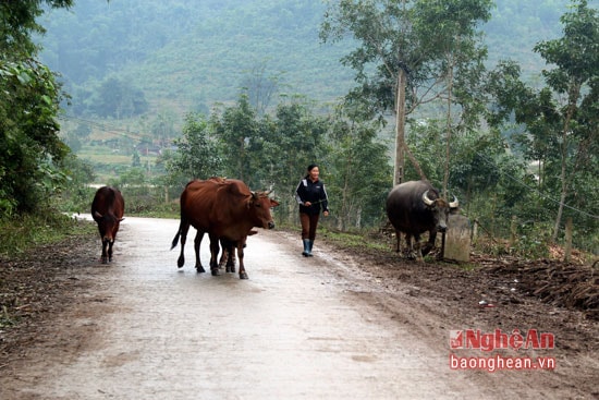 Trâu, bò được thả rông trong núi ngày cuối năm cũng được đưa về nhà.