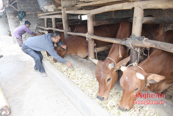 Phát triển chăn nuôi gia súc quy mô hộ ở xóm 8, xã Tràng Sơn, (Đô Lương).