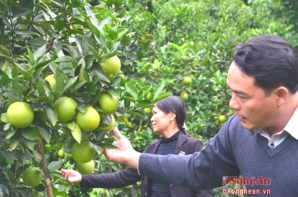 Cam Bãi Phủ ở Đỉnh Sơn đã khẳng địnhthương hiệu trên thị trường trong và ngoại tỉnh.