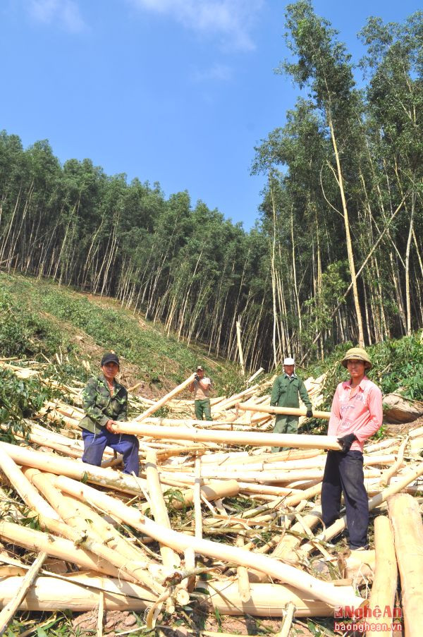 Khai thác gỗ rừng trồng.