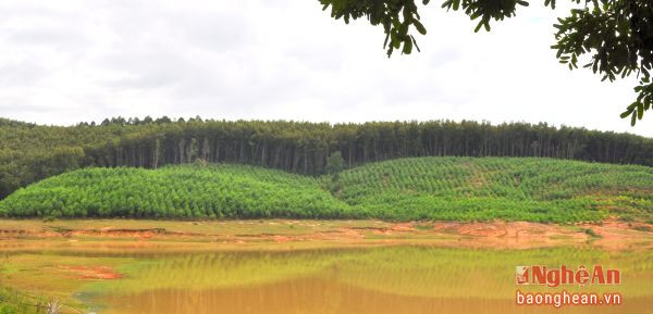 Toàn cảnh rừng nguyên liệu của Công ty TNHH MTV Lâm nông nghiệp Sông Hiếu.