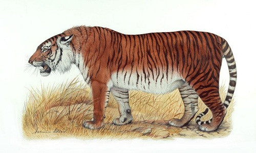 Hổ Ba Tư tuyệt chủng từ những năm 1960 có thể xuất hiện trở lại ở Trung Á. Ảnh: WWF/Helmut Diller.