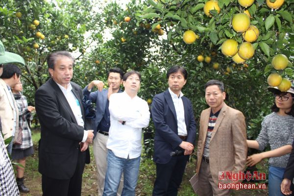 Các chuyên gia và doanh nghiệp Nhật Bản khảo sát tìm hiểu sản xuất cam ở huyện Quỳ Hợp. Ảnh: C.L