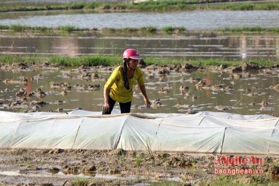 Những thửa mạ được gieo trước đó được người dân chăm sóc kỹ lưỡng kể cả trong những ngày Tết.