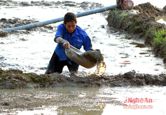 Sáng mùng 2, người dân đã ra đồng tát nước chuẩn bị cho vụ cấy.