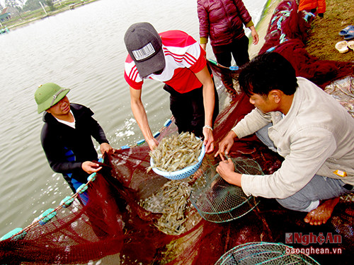 Thu hoạch tôm vụ 3 tại gia đình anh Nguyễn Cường, xóm 6, Diễn Trung, Diễn Châu. Ảnh Quang 