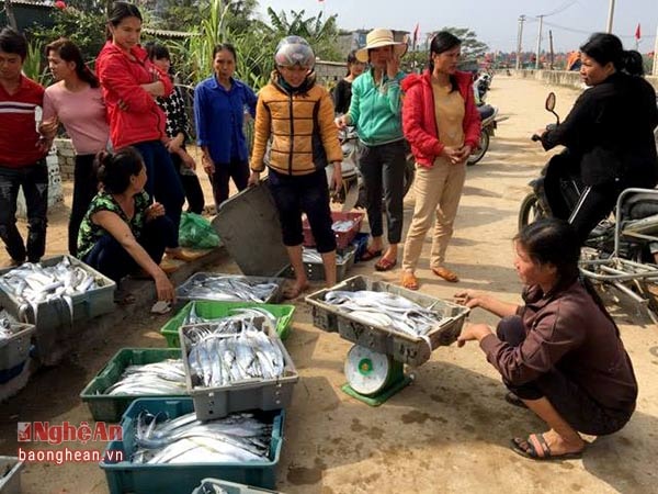 Cá hố lên bờ được thương lái thu mua ngay phục vụ xuất khẩu. Ảnh Thanh Thủy