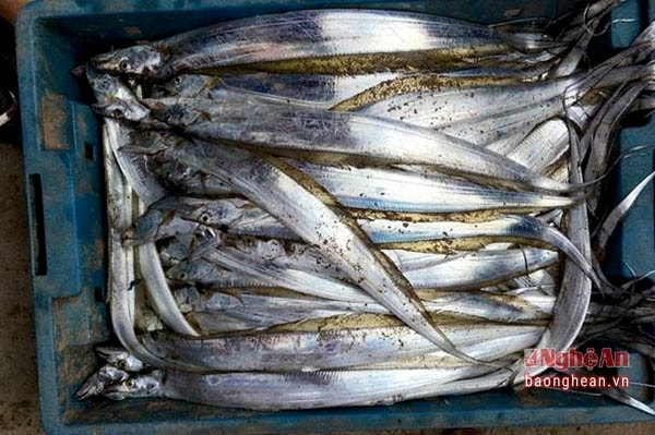 Cá cháo (có nợi gọi là cá khoai) có giá từ 200-250 nghìn đồng/kg. Ảnh Thanh Thủy