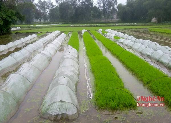 Vụ Xuân 2017, nông dân Nghi Lộc được hỗ trợ kinh phí ni lông phủ cho mạ khi gieo. Ảnh Thu Hiền