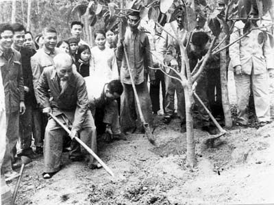 Bác Hồ trồng cây đa tại xã Vật Lại, Ba Vì, Hà Tây (nay là Hà Nội) ngày 16/02/1969.