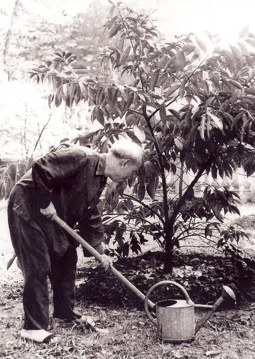 Bác Hồ chăm sóc cây vú sữa của đồng bào miền Nam gửi tặng Người (12/1957).