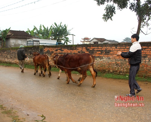 Người dân từ khắp nơi đưa bò về chợ để bán, gần thì dắt theo người xa thì chở bằng xe.