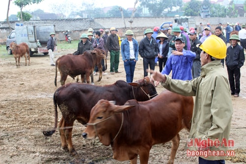 3. Gọi là “chợ bò” nên mặt hàng trong chợ chủ yếu là bò. Ngày thường mỗi phiên chợ có khoảng vài trăm con bò được mua bán trao đổi, nhưng phiên chợ đầu Xuân thường có ít hơn, người đến chợ chủ yếu mua bán “lấy may”.